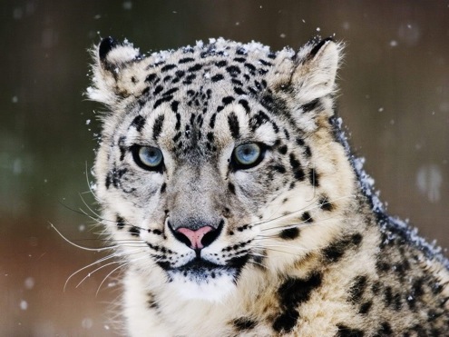 Pics Of Snow Leopards. snow leopard 1