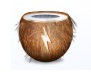coconut icona