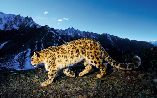 Snow Leopard Prowl