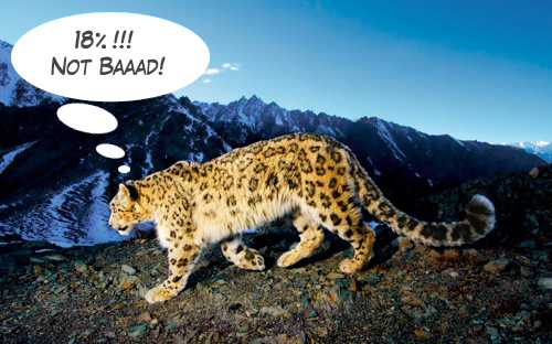Snow-Leopard-18percento