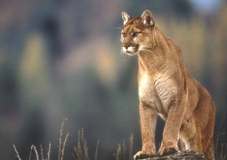 Sfondi OS X Mountain Lion