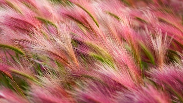Foxtail-Barley