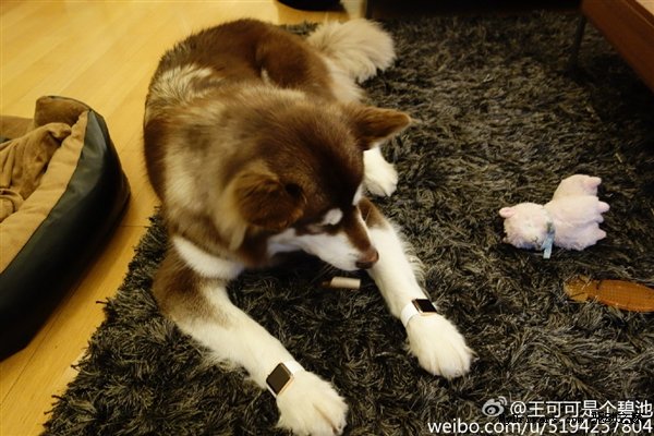 13015-7371-wang-si-cong-dog-apple-watch1-l